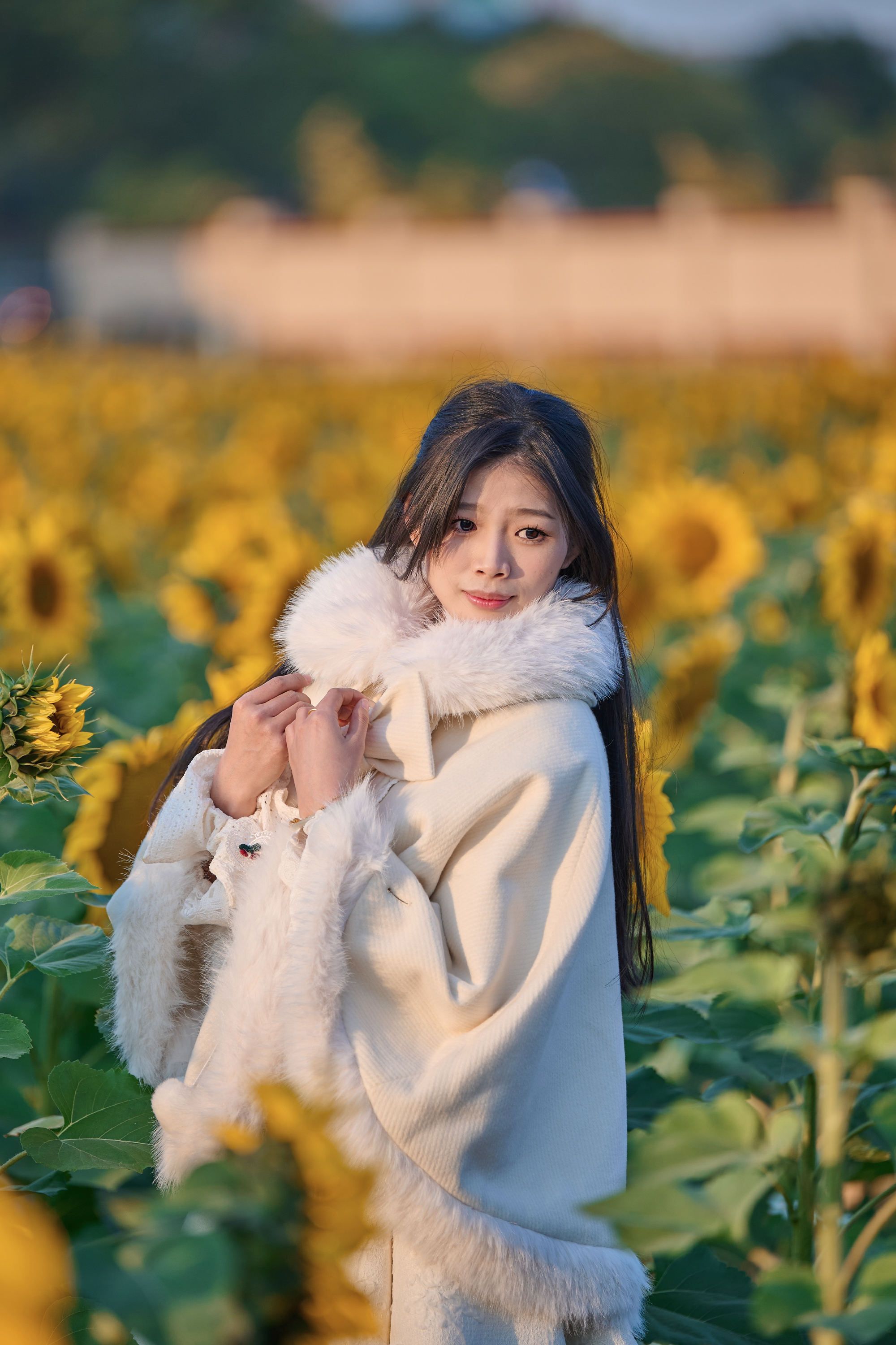 东莞万江葵花海🌻🌟阳光花海里的温暖时光🌟-摄之社