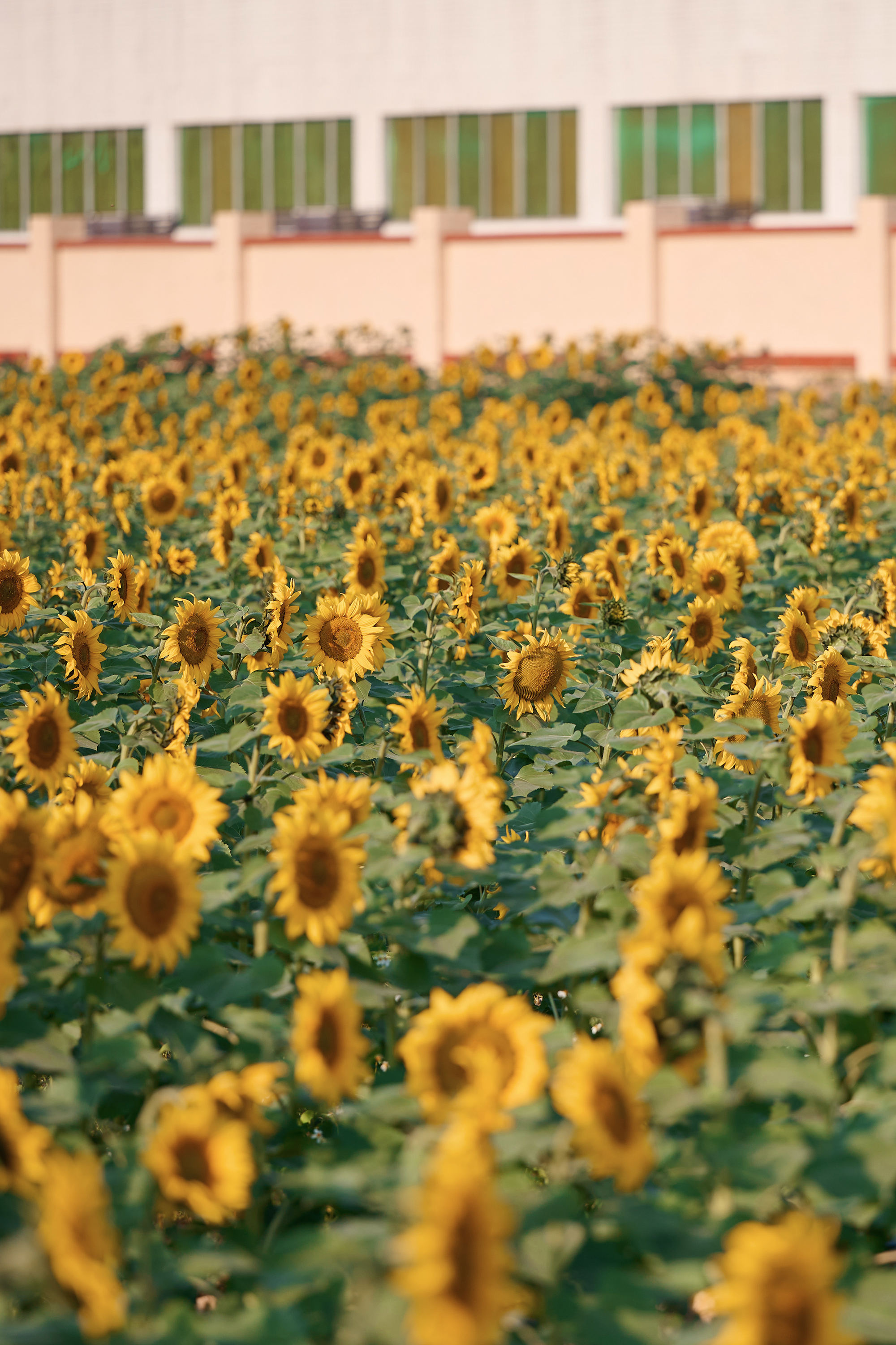 东莞万江葵花海🌻🌟阳光花海里的温暖时光🌟-摄之社